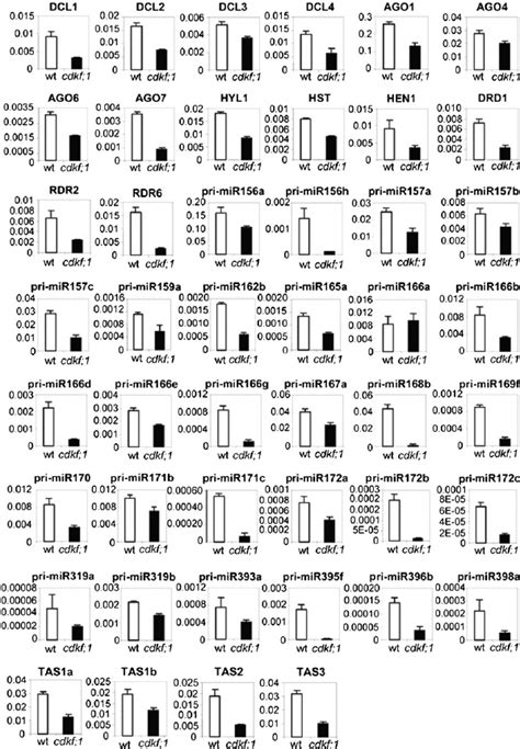 The cdkf;1-2 Mutation Results in Downregulation of Small RNA Biogenesis ... 