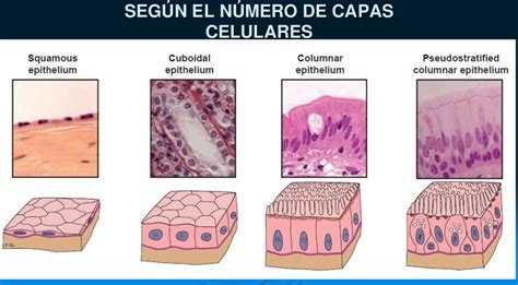 Dra Luna Marina Apun Medi Tipos De Epitelios