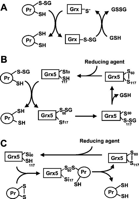 Proposed Catalytic Mechanism Of Action Of Grx5 A Mechanism Of Action