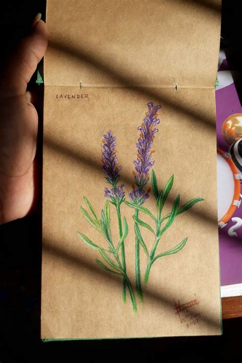 💜Lavender drawing🌿🔮 | Flower drawing, Crayon drawings, Color pencil drawing