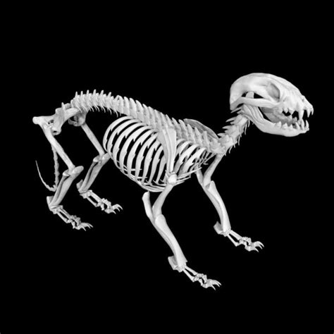 Raccoon Skeleton 3d model Low Poly AR 3d model - Team 3d Yard