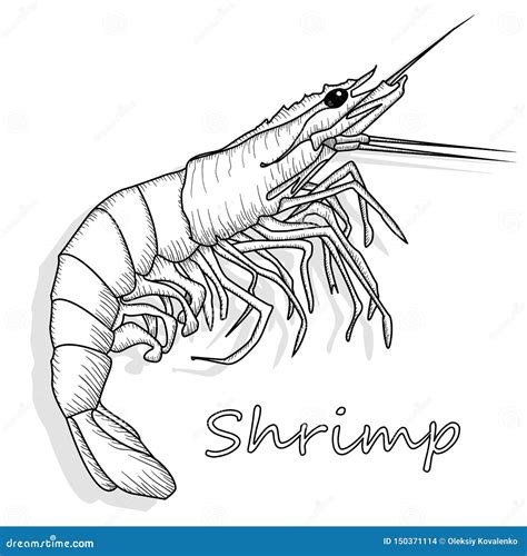 Cooked Prawn Or Tiger Shrimp Vector Illustration Monochrome Isolated On