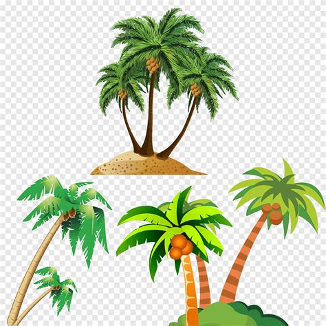 Coconut Arecaceae Cartoon Arecales Png Pngegg