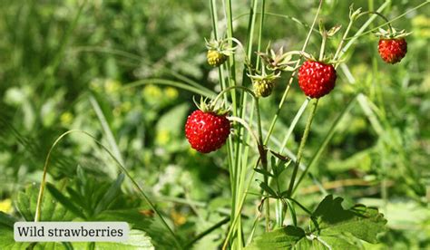 Weeds That Look Like Strawberry Photos To Tell Them Apart