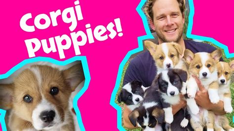 Corgi Puppies The Most Adorable 8 Weeks Ever Youtube