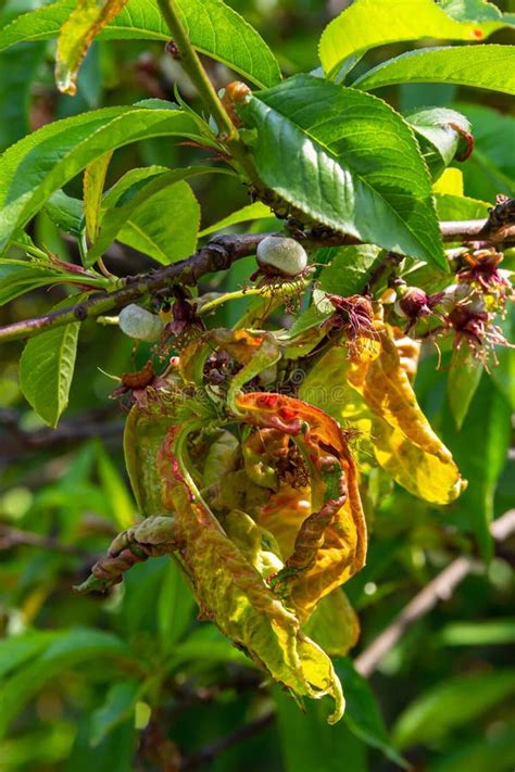 Peach Leaf Curl. Fungal Disease of Peaches Tree. Taphrina Deformans ...