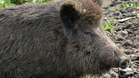 Wildschweine Rennen In Supermarkt News Nordbayerischer Kurier