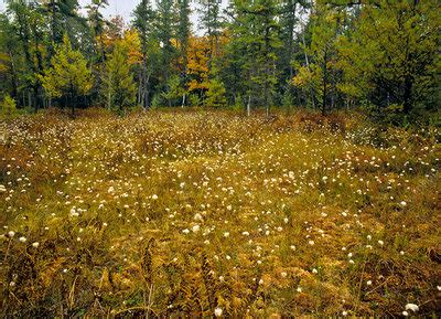 Sphagnum Bog - Stock Image - C028/4782 - Science Photo Library