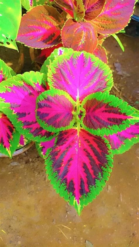 Coleus plant – Pak Plants