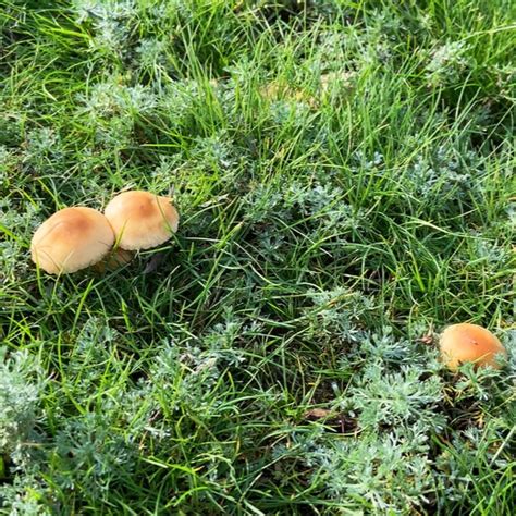 How To Get Rid Of Mushrooms In Lawn Benefits If They Stay