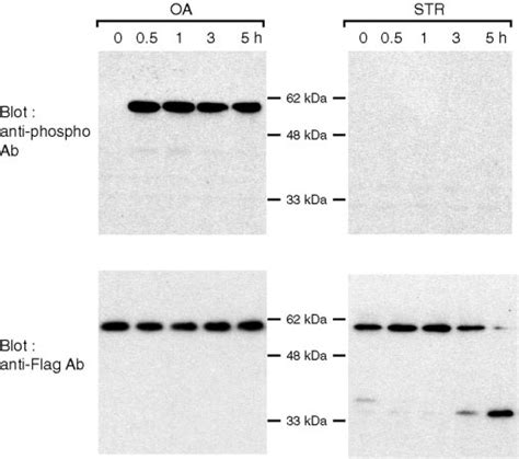 Oa And Str Activate Mst Differently Hela Cells Expressing Flag Mst