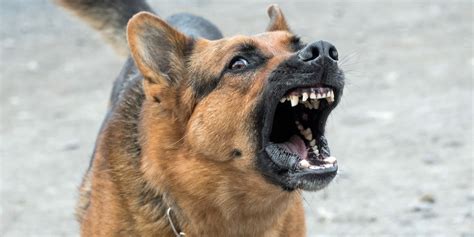 What Causes Excessive Barking In Dogs