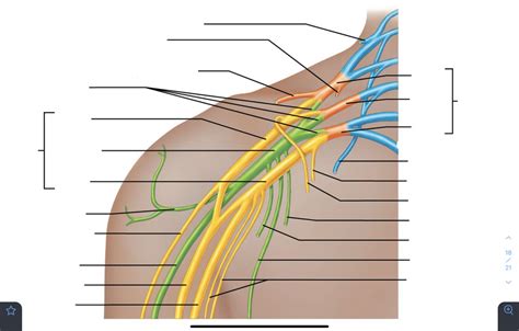 Anatomy Brachial Plexus Labeling Diagram Quizlet The Best Porn Website