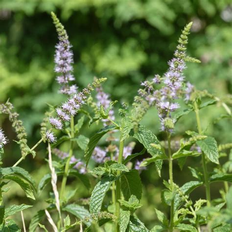 Spearmint Mentha Spicata Flower Leaf Uses Picturethis