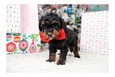 Nico Malti Poo Puppy 58EDCA Pawrade