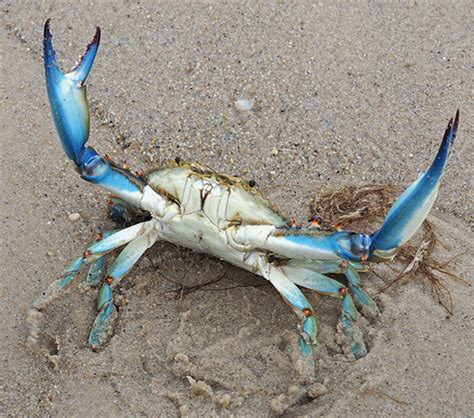 Male Blue Crab Callinectes Sapidus Bugguide