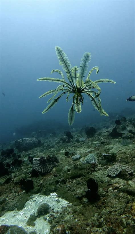 Photographer snaps incredible FEATHER starfish fluttering through water ...