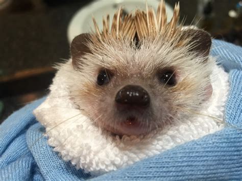 Brother mouzone after bath : r/Hedgehog