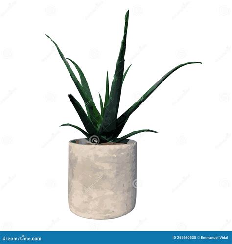 Front View Of Plant Flowerpot Vase With Aloe Vera Tree Illustration