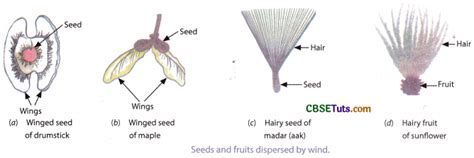 Definition and Types of Dispersal of Seeds and Fruits - CBSE Tuts