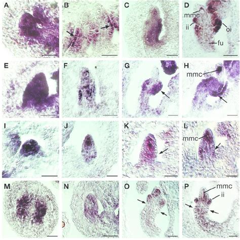 The Nzz Expression Pattern In Young Ovules From Wild Type Bel1 Ant