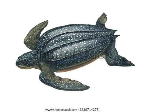 Realistic Color Scientific Illustration Lute Turtle Stock Illustration