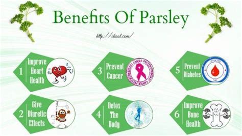 11 Health Benefits Of Parsley Leaves And Juice For The Human Body