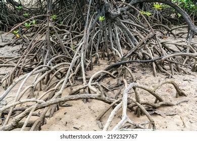 Close Mangrove Tree Roots System During Stock Photo 2192329767 ...