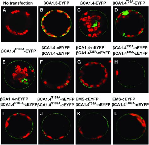 T A And S A Mutations In Bca Do Not Affect Its Subcellular