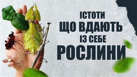 ІМІТУЮТЬ квітки та ЛИСТЯ щоб ВИЖИТИ | Мімікрія - YouTube