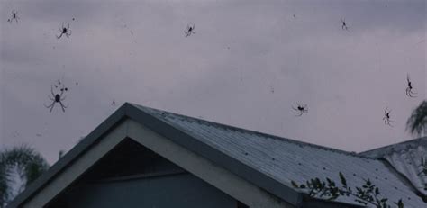 Raining Spiders