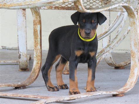 Yellow Female Shine Akc Doberman Puppies For Salehawthorne Fl