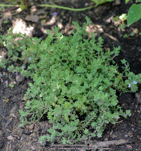 Photo Of The Leaves Of Creeping Speedwell Veronica Tidal Pool