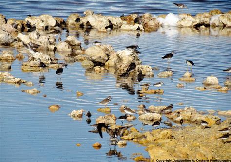 West End Pond Caribbean Birding Trail