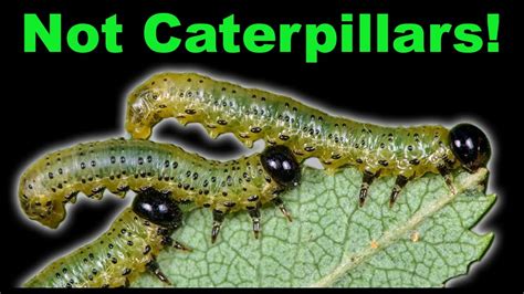 Caterpillar Vs Sawfly Larva Easy Way To Tell Them Apart YouTube