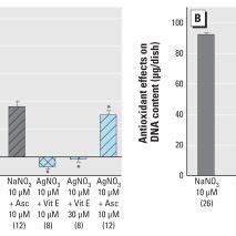 Oxidative Stress And Antioxidant Effects In Differentiating Pc Cells