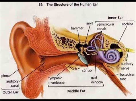 Pin On Learn Anatomy Human