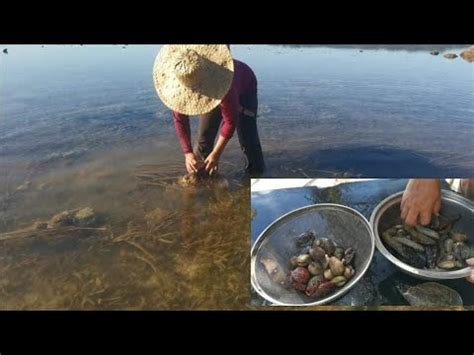 Pangunguha Ng Balatan At Sea Shells Youtube