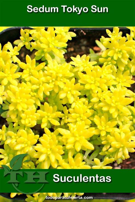 The Ultimate Guide To Sedum Oro Care Tips And Tricks For Growing This