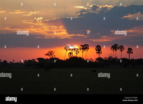 Palm trees at sunset at Tubu tree safari camp in Okavango Delta ...