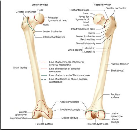 Shaft Of Femur