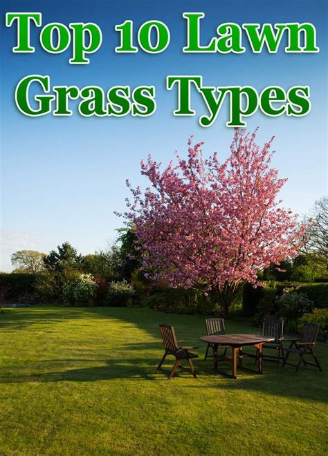 Top 10 Lawn Grass Types