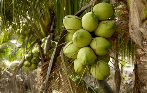 Apakah Kebaikan Bentuk Daun Pokok Kelapa Paul Werner