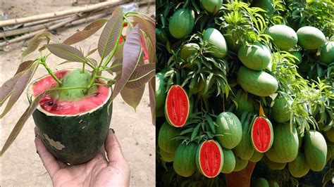 Unexpected Mango Watermelon Grafting Propagate To Mango Tree Fruit