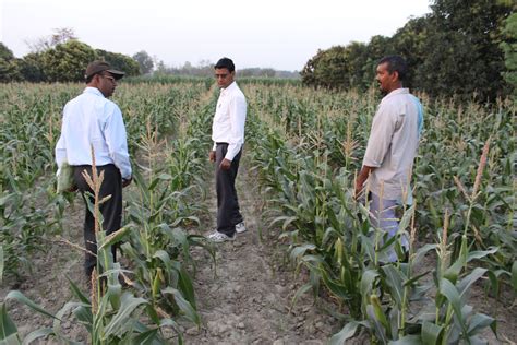 Indian Farmer Shows Off Qpm Maize Farmer Mohen Singh Righ Flickr