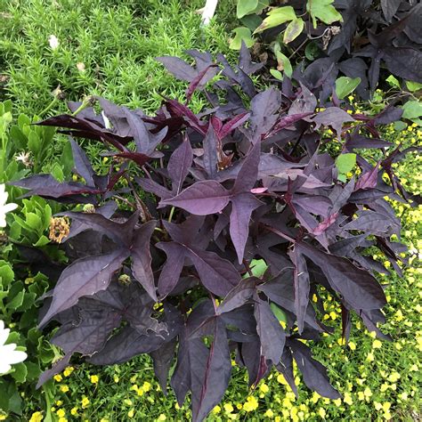 Dark Purple Sweet Potato Vine Black Heart Sweet Potato Vine: Striking