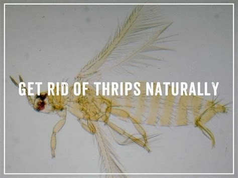 How To Get Rid Of Thrips Naturally And Quickly Pest Wiki Pests Nature Gardening Techniques