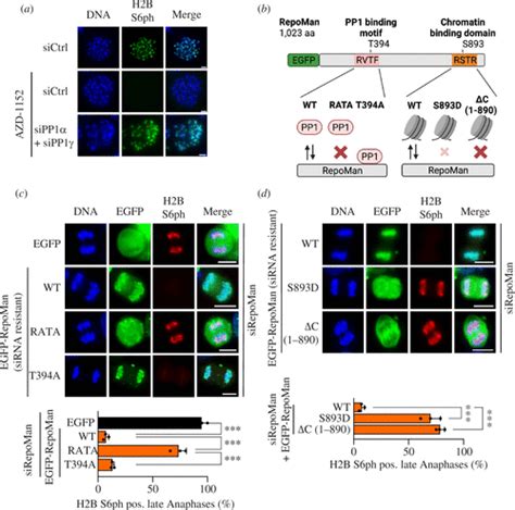 The Aurora B Controlled PP1 RepoMan Complex Determines The Spatial And