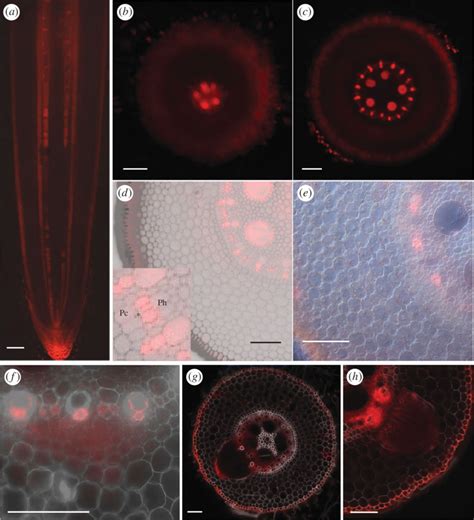 Auxin Response In The Maize Root Visualized By Dr5rfp A