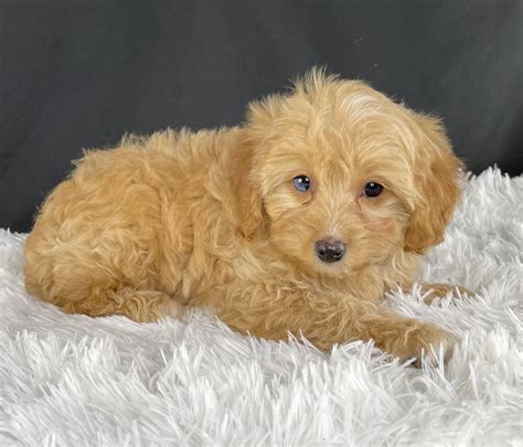 Maggie a delightful F1b Cavapoo looking for a forever home